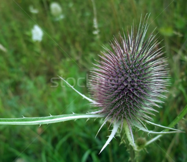 Dipsacus flower in green blurry back Stock photo © prill