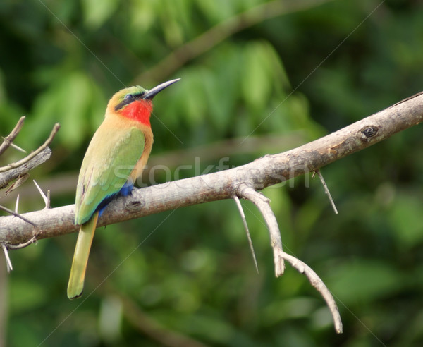 坐在 枝 鳥 烏干達 非洲 商業照片 © prill