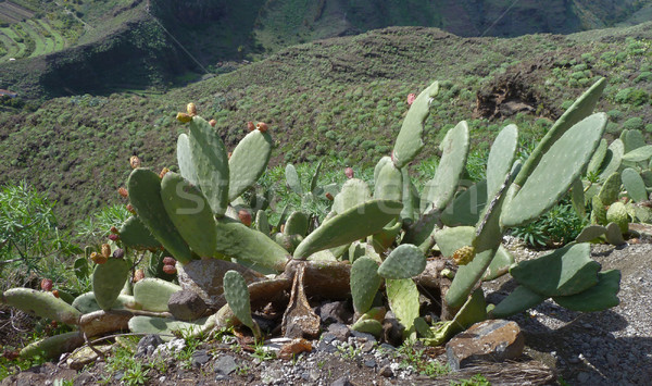La Kaktus jeden Hiszpania krajobraz Zdjęcia stock © prill