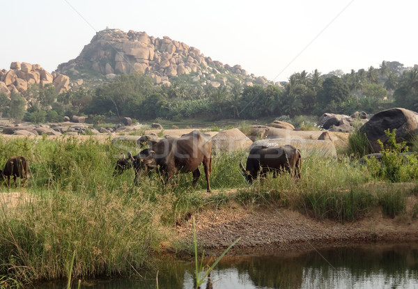 scenery around Hampi Stock photo © prill