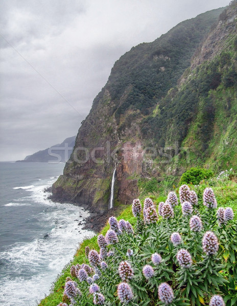 Island named Madeira Stock photo © prill