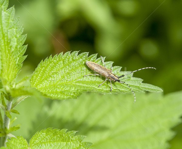 灰色 甲蟲 聯合國 綠葉 晴朗 葉 商業照片 © prill