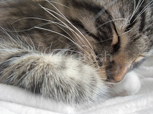 sleeping cat portrait Stock photo © prill
