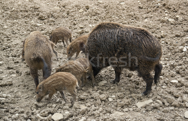 Wild boar family Stock photo © prill