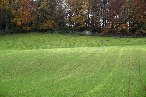 農村 秋 風景 森林 ドイツ ストックフォト © prill