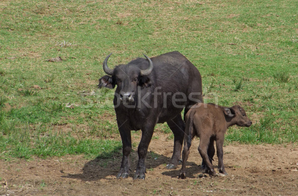 Afrika güneşli inek Uganda Afrika doğa Stok fotoğraf © prill