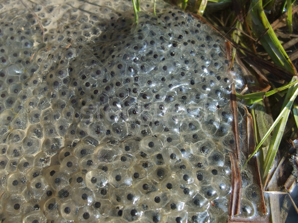 frog spawn closeup Stock photo © prill