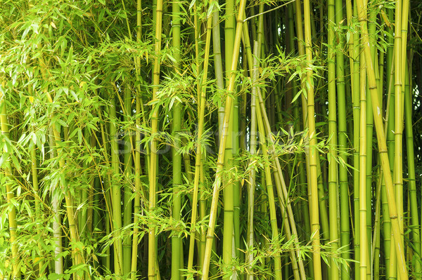 green bamboo background Stock photo © prill
