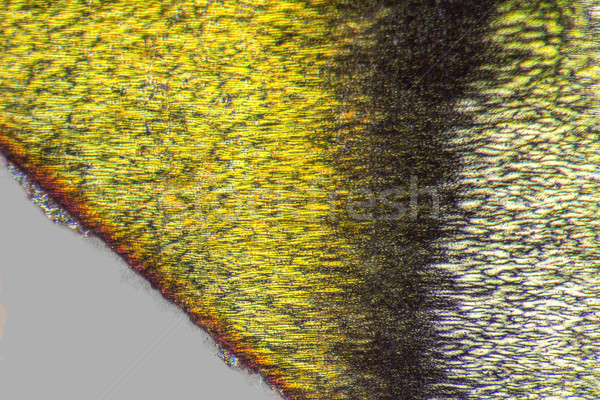 Mikroskopijny szczegół krawędź streszczenie świetle Zdjęcia stock © prill