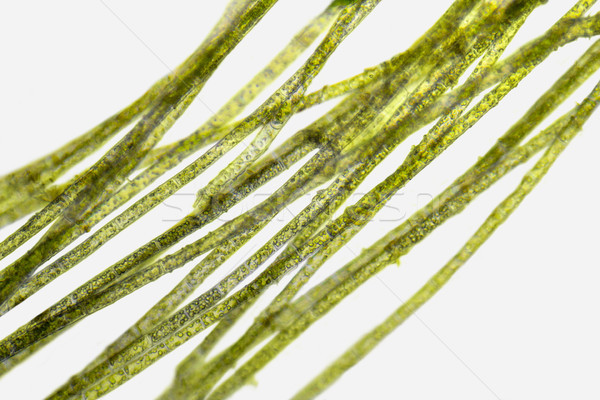 microscopic zygnema algae detail Stock photo © prill