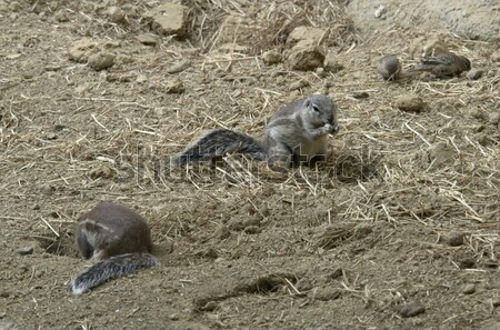 Grond eekhoorn soorten natuurlijke vogel dieren Stockfoto © prill