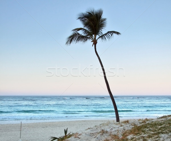 palm tree at evening time Stock photo © prill