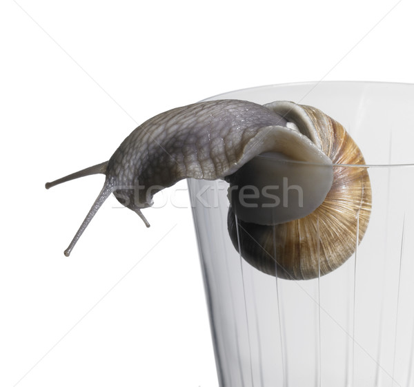 grapevine snail on drinking glass Stock photo © prill