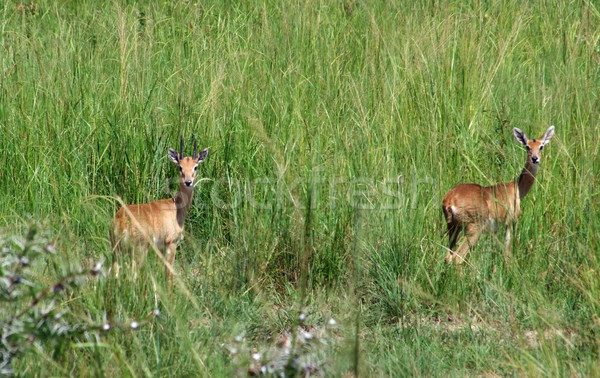 Uganda Kobs in high grassy ambiance Stock photo © prill