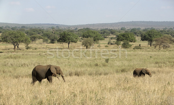 Elephants in Tangire National Park Stock photo © prill