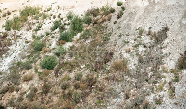 overgrown hillslope Stock photo © prill