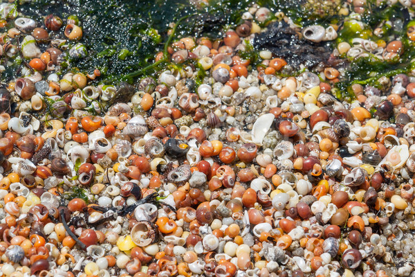 Stock photo: lots of sea snail shells