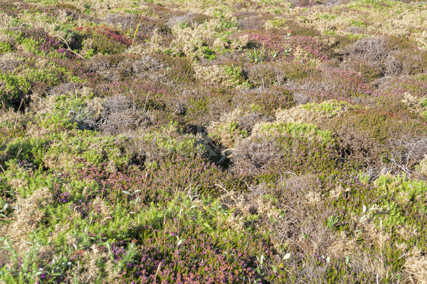 Farbenreich Vegetation Detail herum Landschaft Sommer Stock foto © prill