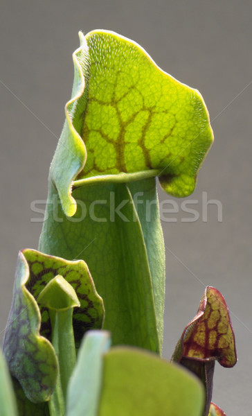 carnivorous plant detail Stock photo © prill