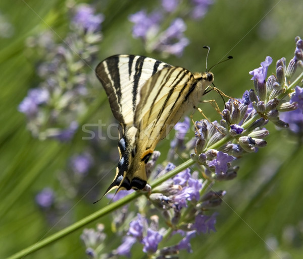 Scarce Swallowtail Stock photo © prill