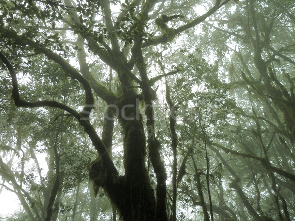 Laurier forêt la une Espagne [[stock_photo]] © prill