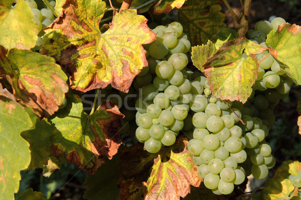 bunches of grapes Stock photo © prill