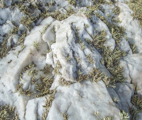 stone with lichen Stock photo © prill