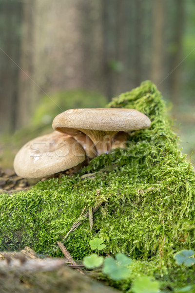 two mushrooms Stock photo © prill