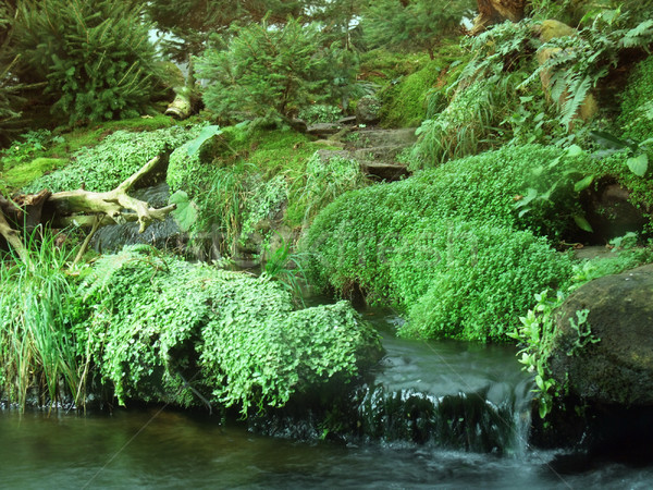 植被 細節 綠色 水 森林 商業照片 © prill