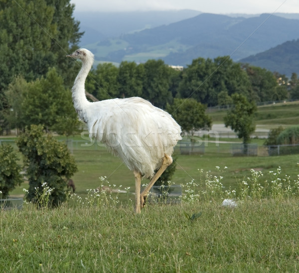 Greater Rhea in natural back Stock photo © prill
