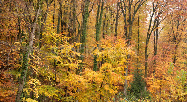 autumn forest Stock photo © prill