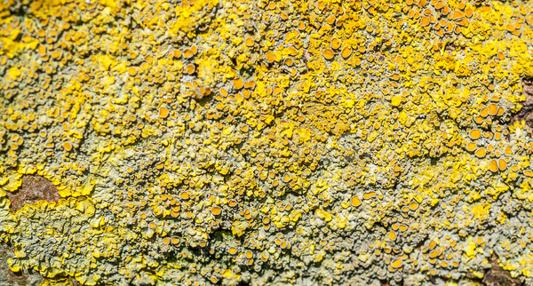 lichen closeup Stock photo © prill