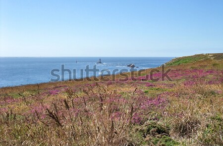 Zdjęcia stock: Kolorowy · roślinność · szczegół · około · krajobraz · morza