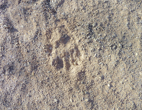 footprint of a big cat Stock photo © prill