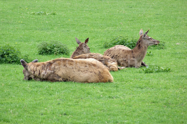resting Red Deers Stock photo © prill