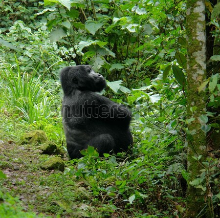 Mountain Gorilla in the rain forest Stock photo © prill