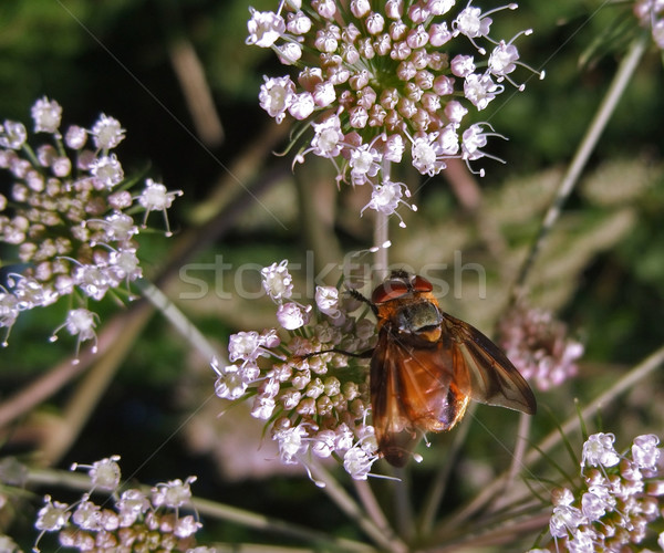 Diptera in natural back Stock photo © prill