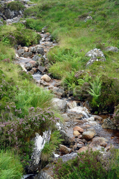 small stream with pebbles Stock photo © prill