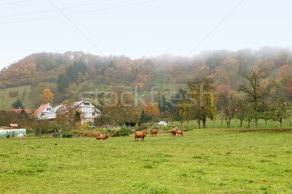 Misty autunno scenario rurale meridionale Foto d'archivio © prill