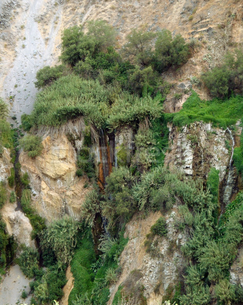 vegetation at Colca Canyon Stock photo © prill