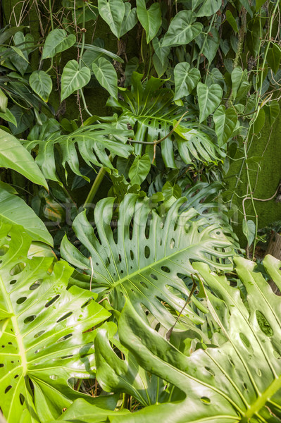 jungle plant background Stock photo © prill