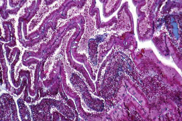 поперечное сечение полный кадр шаблон ячейку макроса Cut Сток-фото © prill