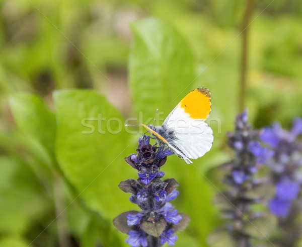 Pomarańczowy wskazówka Motyl niebieski kwiat kwiat niebieski Zdjęcia stock © prill