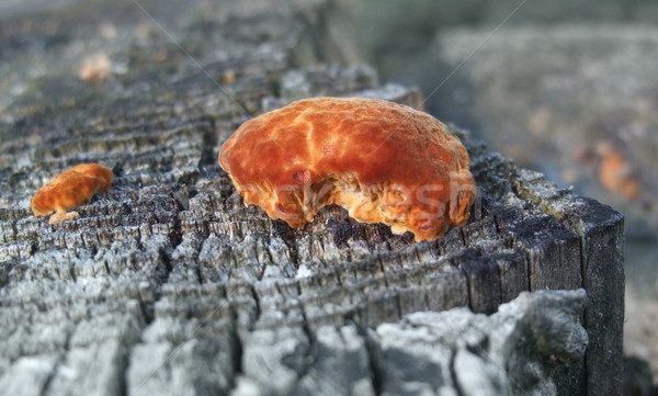 red fungus Stock photo © prill