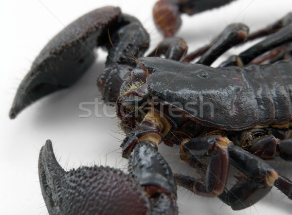 Scorpion détail studio photographie lumière Retour [[stock_photo]] © prill