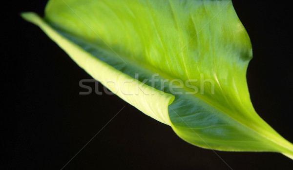 Zielone wiosną liści streszczenie studio Zdjęcia stock © prill