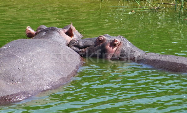 two hippos in Uganda Stock photo © prill
