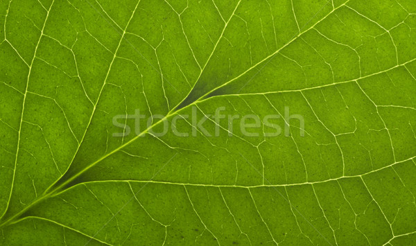 green macro leaf Stock photo © prill