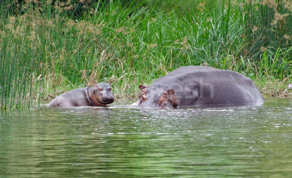 Hippo calf and cow waterside in Africa Stock photo © prill