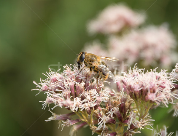 Hoverfly on flower head Stock photo © prill